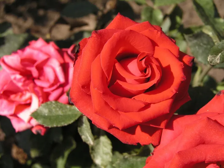 roza-rabatowa-rosa-multiflora-czerwona-mini