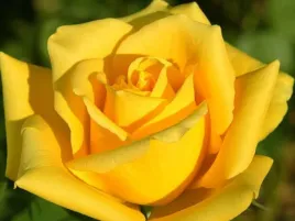 roza-wlkp-rosa-zolta