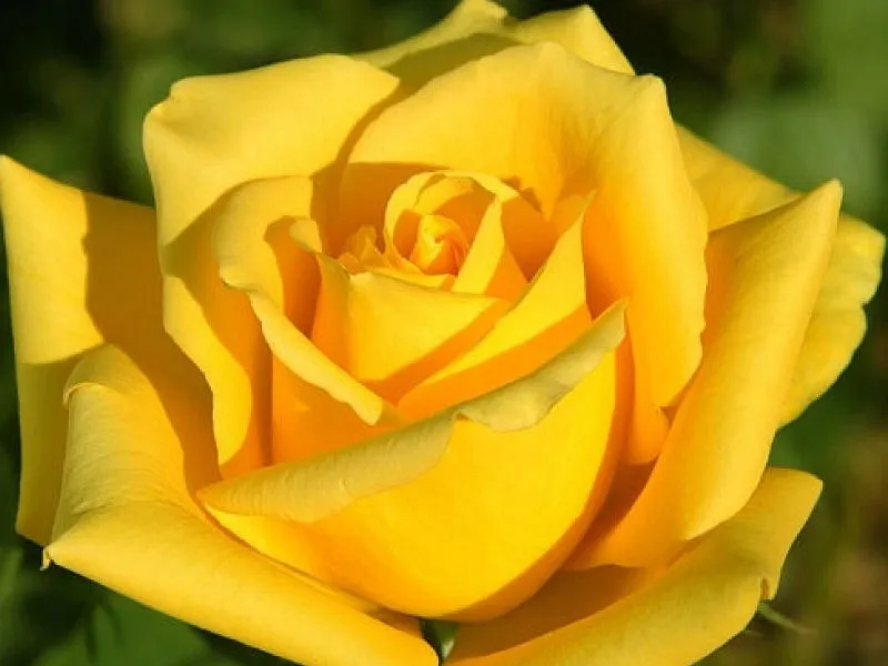 roza-wlkp-rosa-zolta