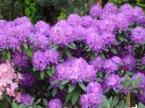 rozanecznik-rhododendron-alfred