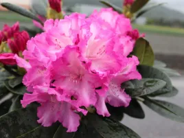rozanecznik-rhododendron-blurettia