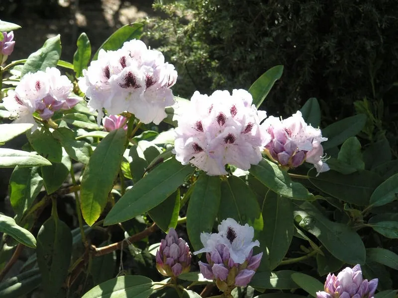 rozanecznik-rhododendron-calsap