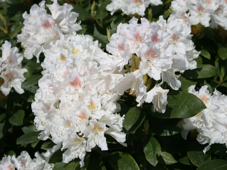 rozanecznik-rhododendron-cunningham-s-white