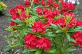 rozanecznik-rhododendron-czerwony