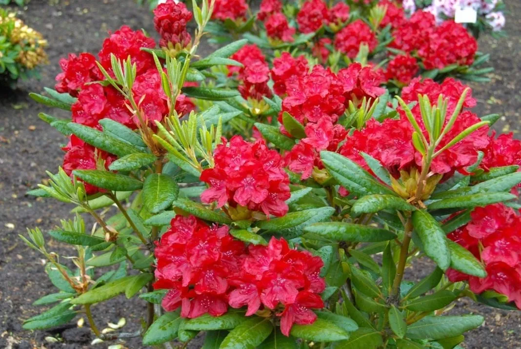 rozanecznik-rhododendron-czerwony