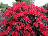 rozanecznik-rhododendron-dotella