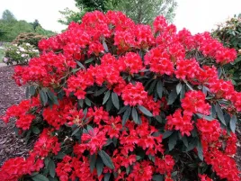 rozanecznik-rhododendron-dotella