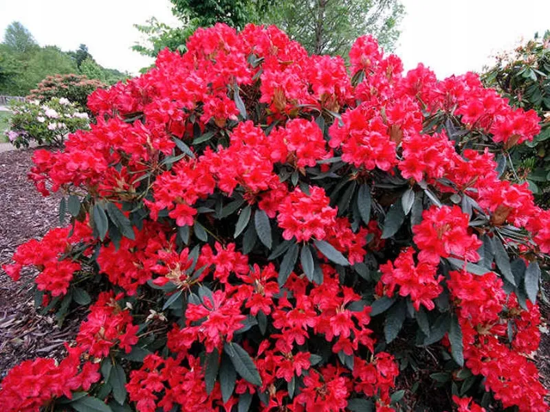 rozanecznik-rhododendron-dotella