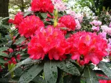 rozanecznik-rhododendron-dotella-rodzaj-rosliny-inny