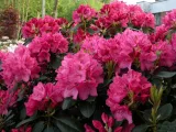 rozanecznik-rhododendron-evelyn