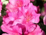 rozanecznik-rhododendron-evelyn-rodzaj-rosliny-inny