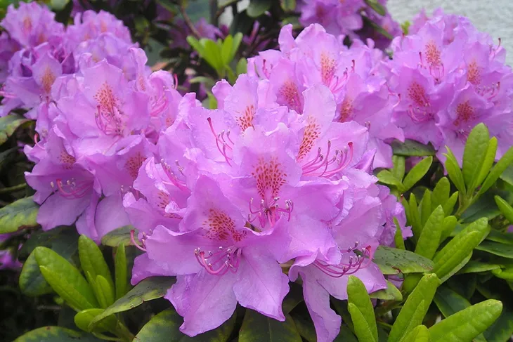 rozanecznik-rhododendron-fioletowy