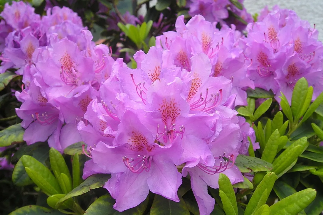 rozanecznik-rhododendron-fioletowy