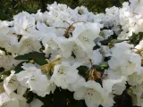 rozanecznik-rhododendron-gartendirektor-riger