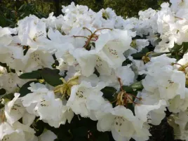 rozanecznik-rhododendron-gartendirektor-riger