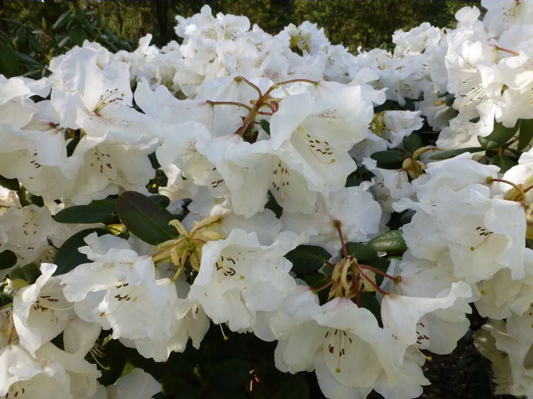 rozanecznik-rhododendron-gartendirektor-riger