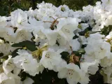 rozanecznik-rhododendron-gartendirektor-riger