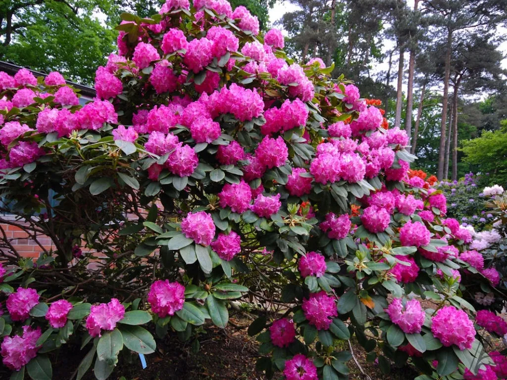 rozanecznik-rhododendron-germania