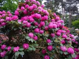 rozanecznik-rhododendron-germania