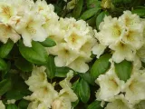 rozanecznik-rhododendron-goldkrone