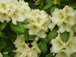rozanecznik-rhododendron-goldkrone