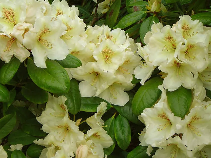 rozanecznik-rhododendron-goldkrone