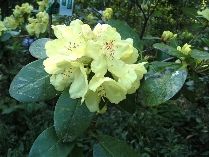 rozanecznik-rhododendron-goldkrone