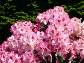 rozanecznik-rhododendron-hachmann-s-charmant