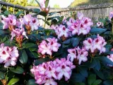 rozanecznik-rhododendron-hachmann-s-charmant-rodzaj-rosliny-inny