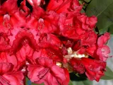 rozanecznik-rhododendron-karl-neue