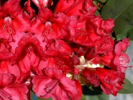 rozanecznik-rhododendron-karl-neue