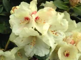 rozanecznik-rhododendron-kremowy