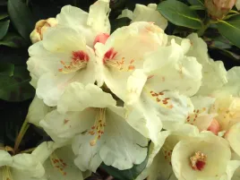 rozanecznik-rhododendron-kremowy