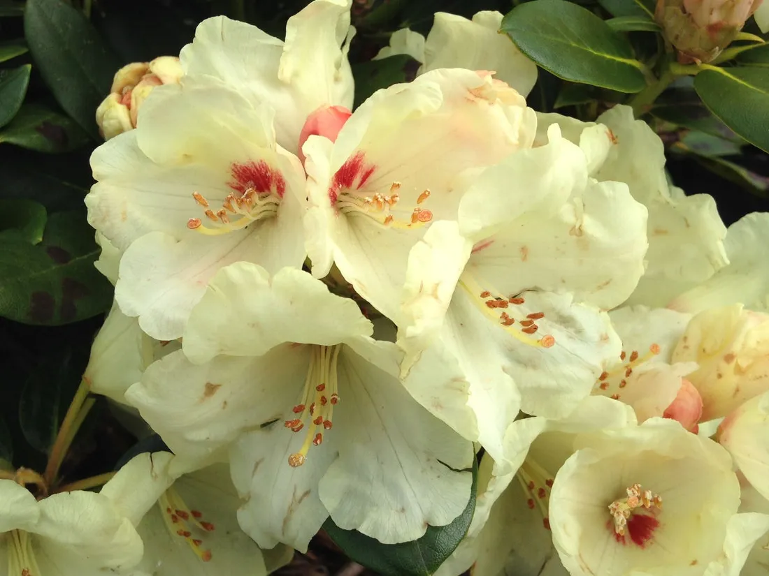 rozanecznik-rhododendron-kremowy