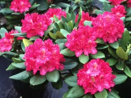 rozanecznik-rhododendron-nowa-zembla