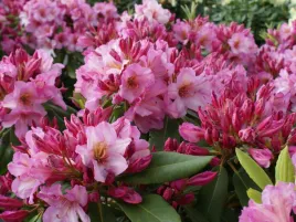 rozanecznik-rhododendron-old-port