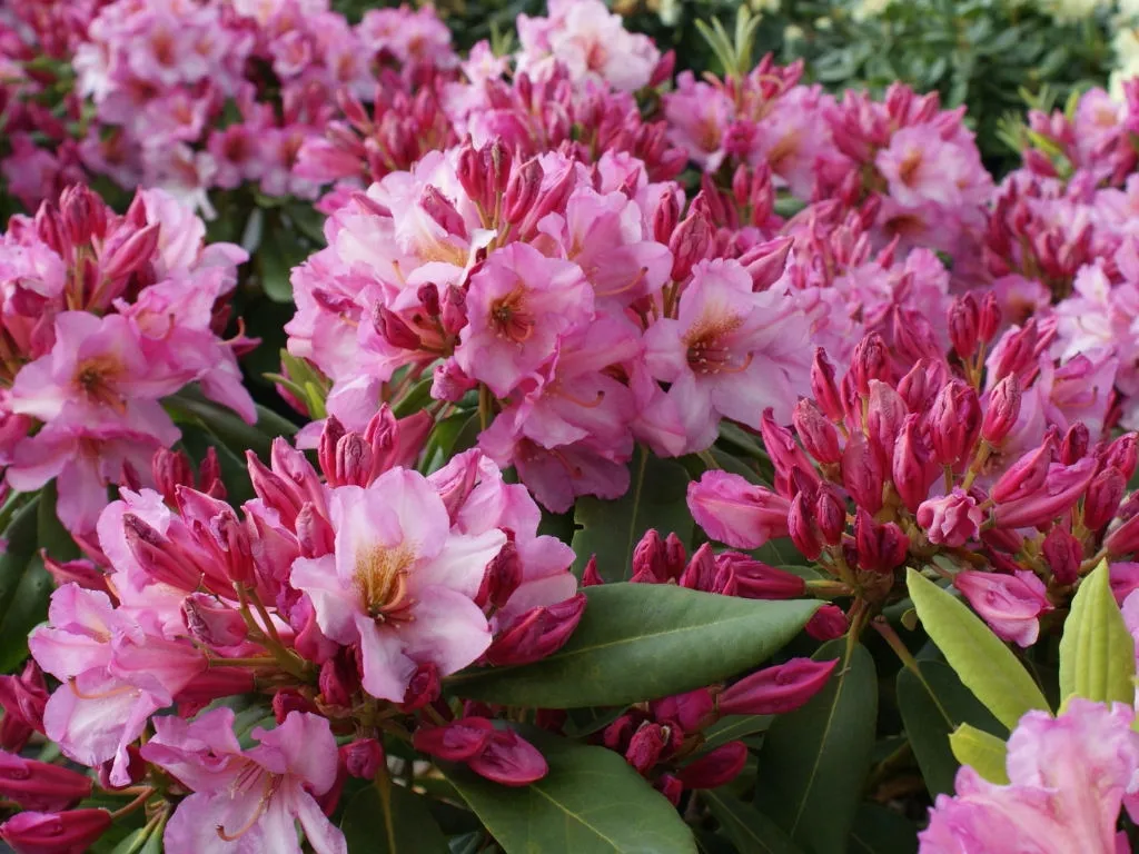 rozanecznik-rhododendron-old-port