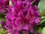 rozanecznik-rhododendron-polarnacht