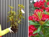 rozanecznik-rhododendron-polarnacht-rodzaj-rosliny-inny