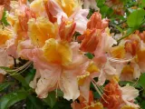 rozanecznik-rhododendron-pomaranczowy