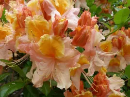 rozanecznik-rhododendron-pomaranczowy