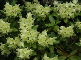 rozanecznik-rhododendron-princess-anne