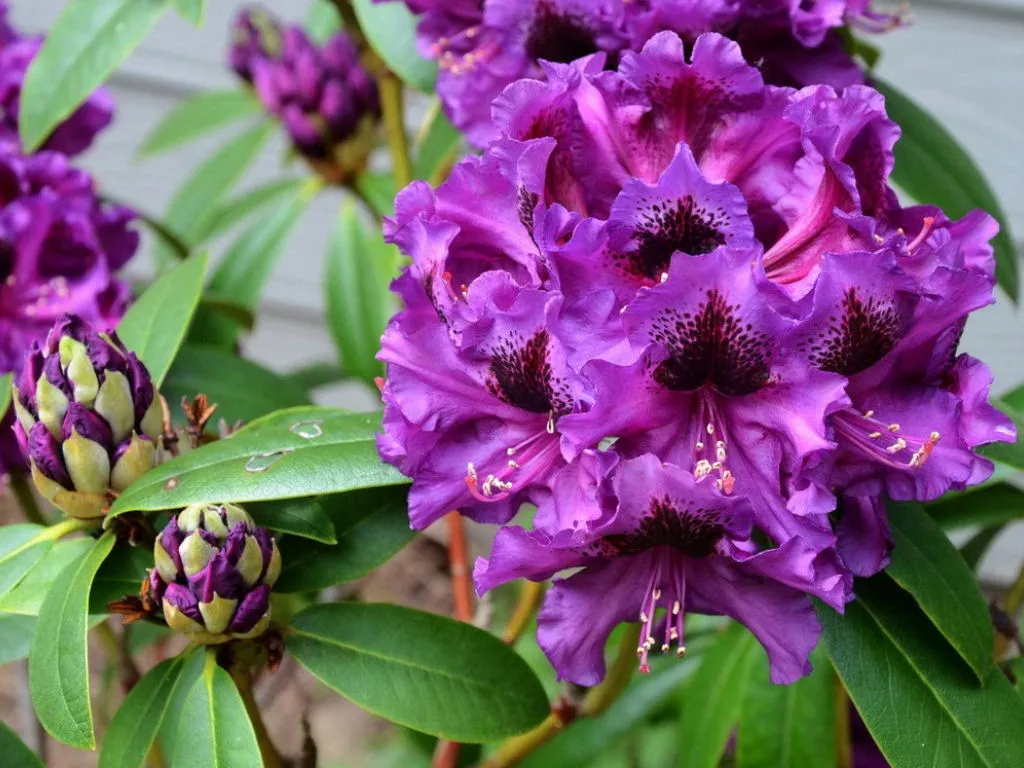 rozanecznik-rhododendron-purple-splendour