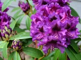 rozanecznik-rhododendron-purple-splendour