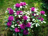 rozanecznik-rhododendron-rasputin