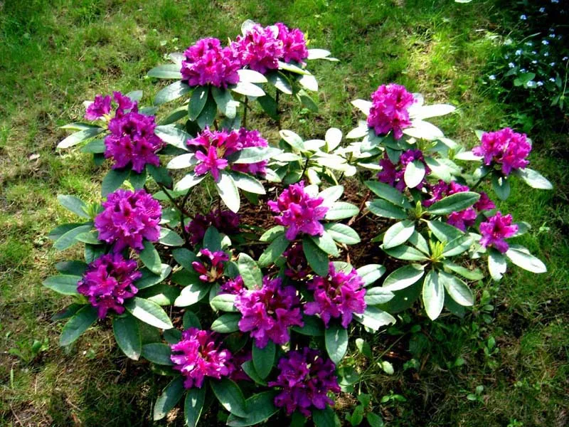rozanecznik-rhododendron-rasputin