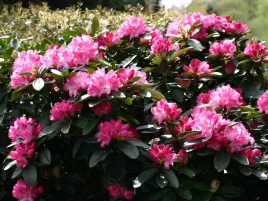 rozanecznik-rhododendron-resonanz