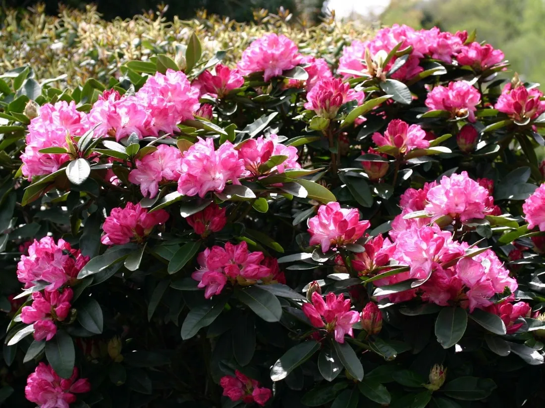 rozanecznik-rhododendron-resonanz