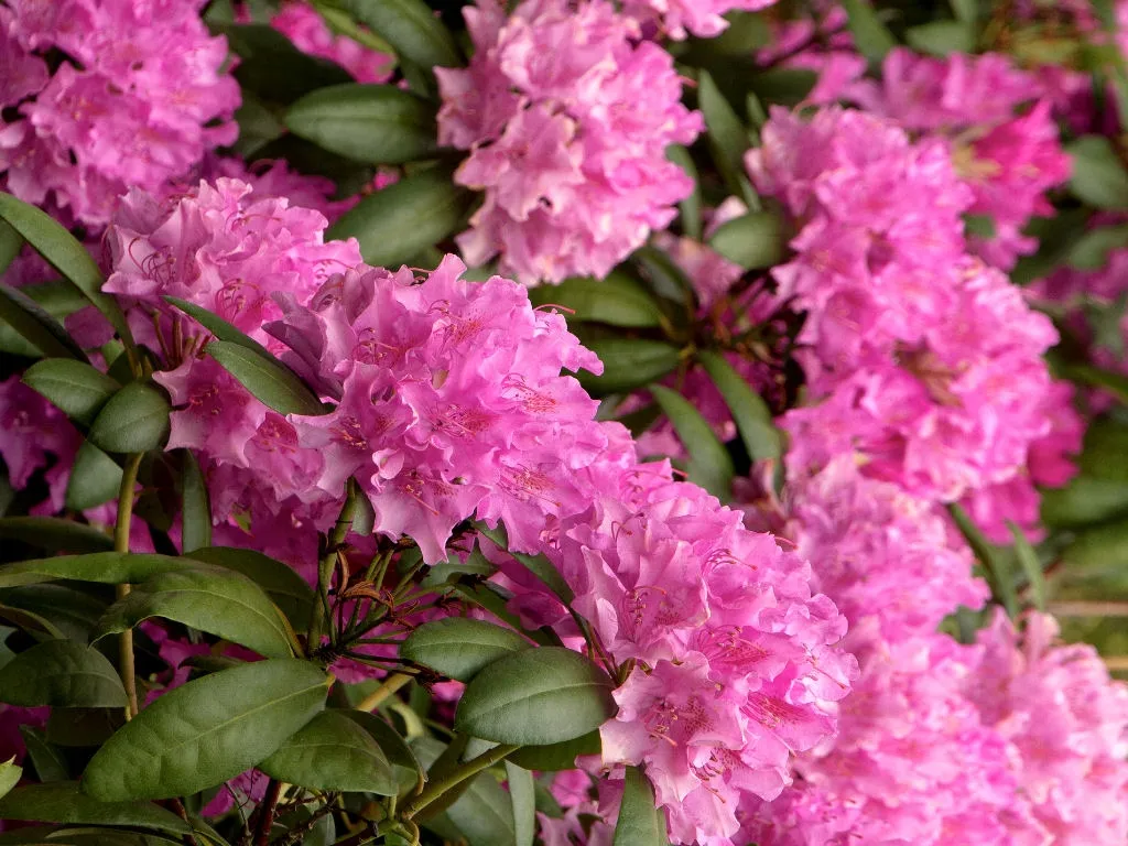 rozanecznik-rhododendron-roseum-elegans