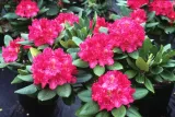 rozanecznik-rhododendron-rozowy